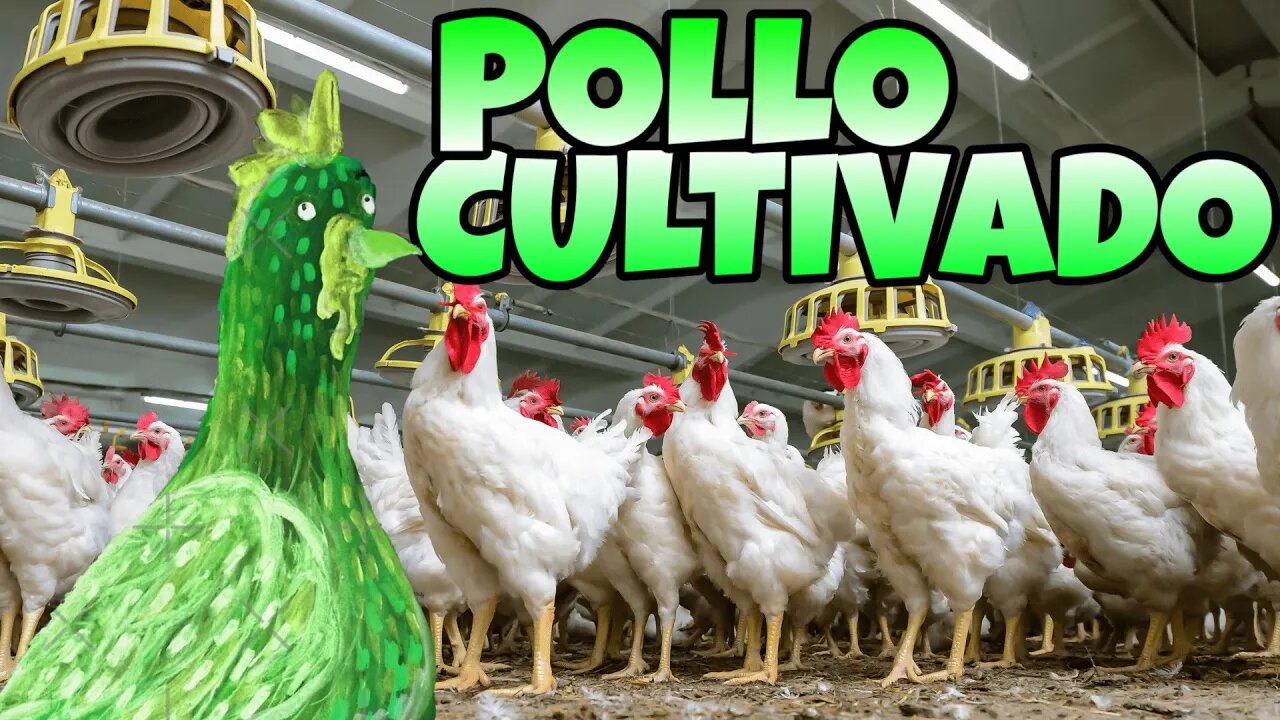 CARNE DE POLLO CULTIVADA EN BIOREACTORES ☣🐔☣ | DelMoYOu