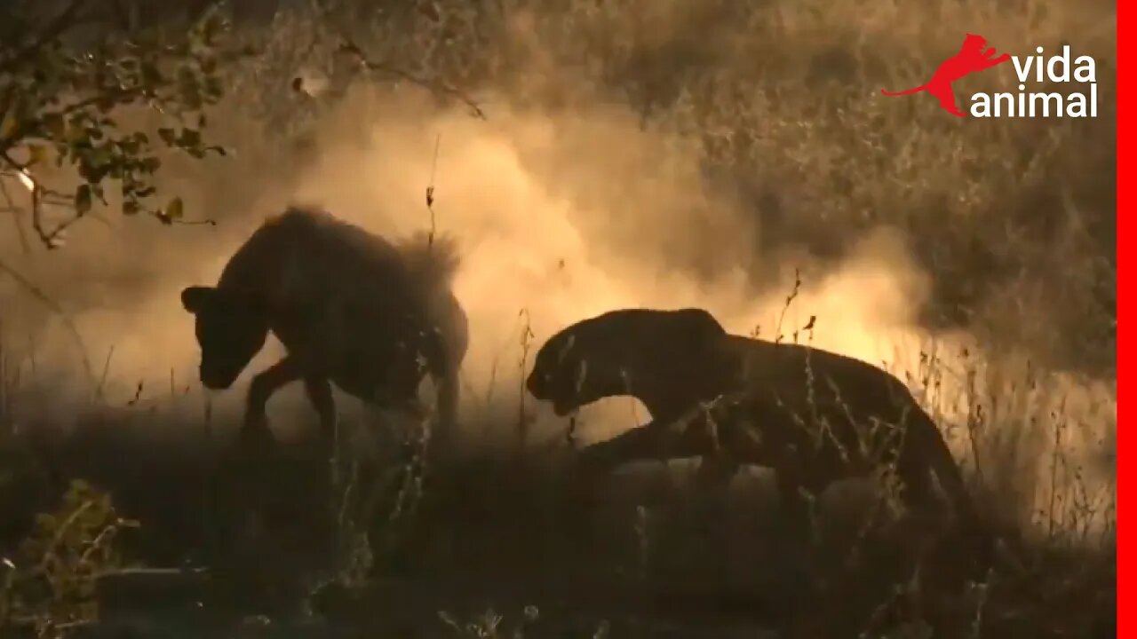 LEOPARDO ROUBA PRESA DE HIENA EM ATAQUE IMPRESSIONANTE - VIDA ANIMAL