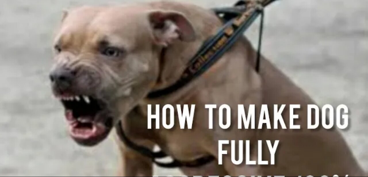 Learn simple tricks to make your dog aggressive