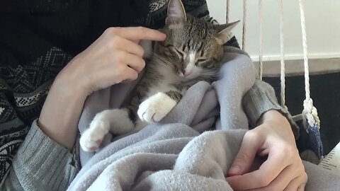 Sweet Kitten Is Tucked in His Blanket