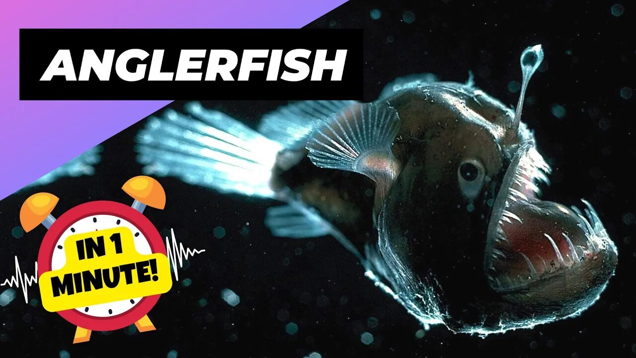 Anglerfish - In 1 Minute! 🐠 The Terrifying Light of Deep-Sea! | 1 Minute Animals