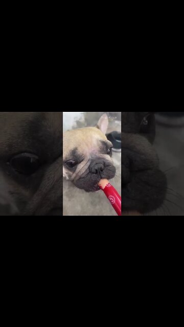 Touching story between the abandoned poor dog and the good poor guy