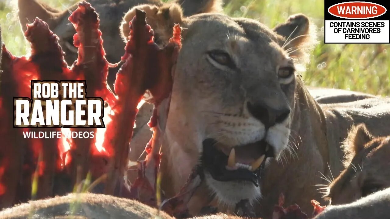 Lion Pride Feeding On An Eland | Lalashe Maasai Mara Safari