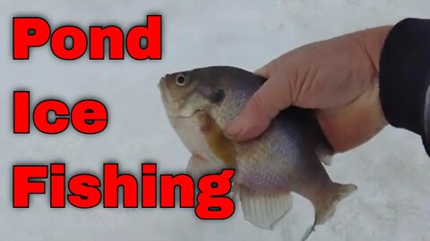 Ice fishing a Private Pond - Do we catch anything? #ice fishing #gooutdoors