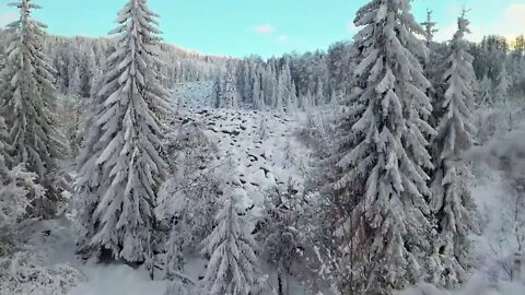 Drone Footage of Winter Landscape of Pine Trees/Snow Trees