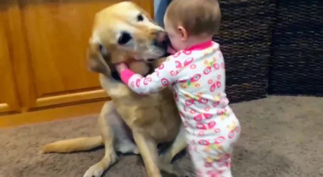 Adorable Babies Playing With Dogs and Cats - Funny Babies Compilation 2021 cabd