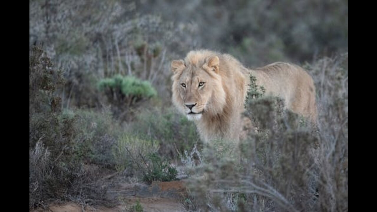 Big Lion very angry.