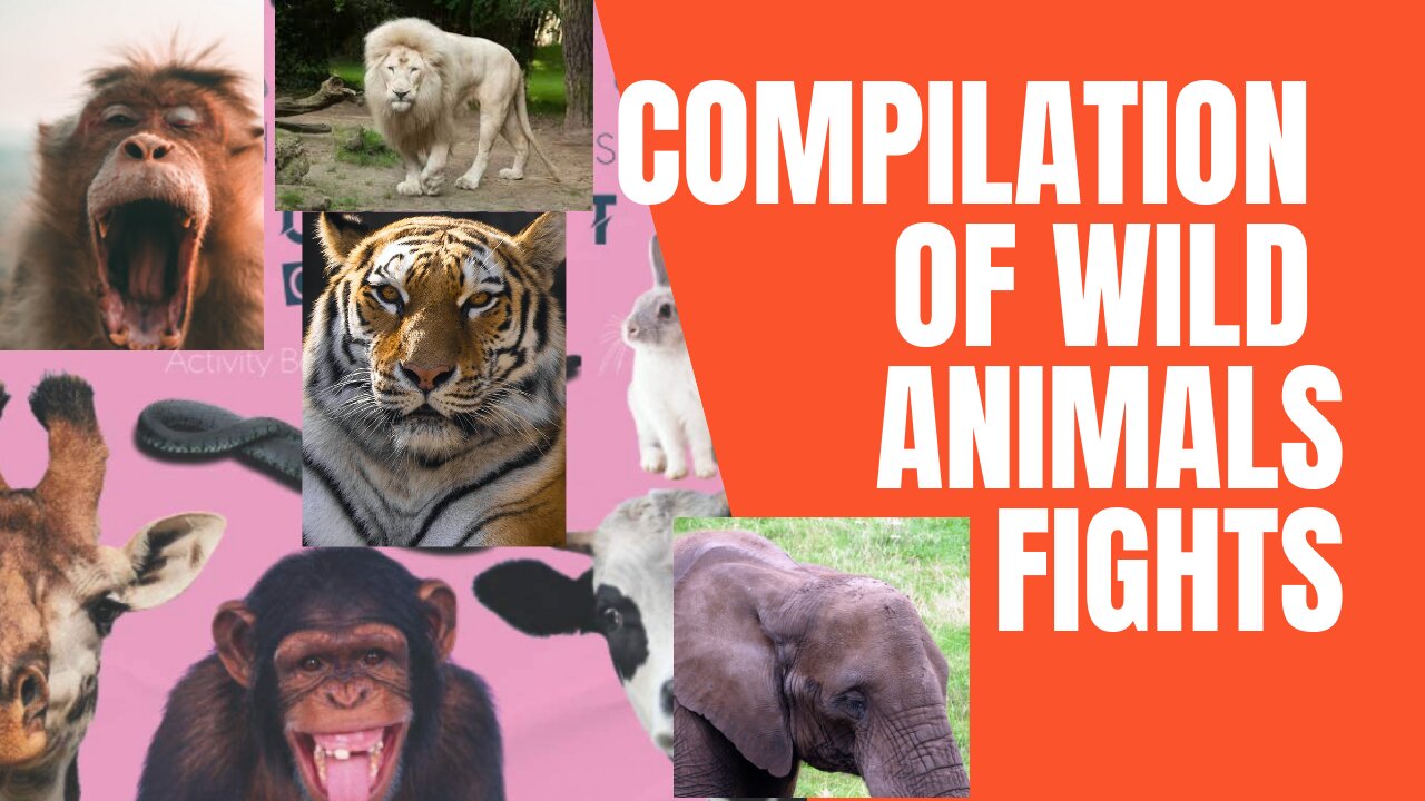 New VIRAL compilation of rear wild animals FIGHTS