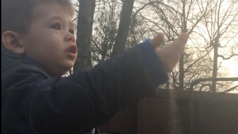 Cutest little boy offering birds "sand" for dinner