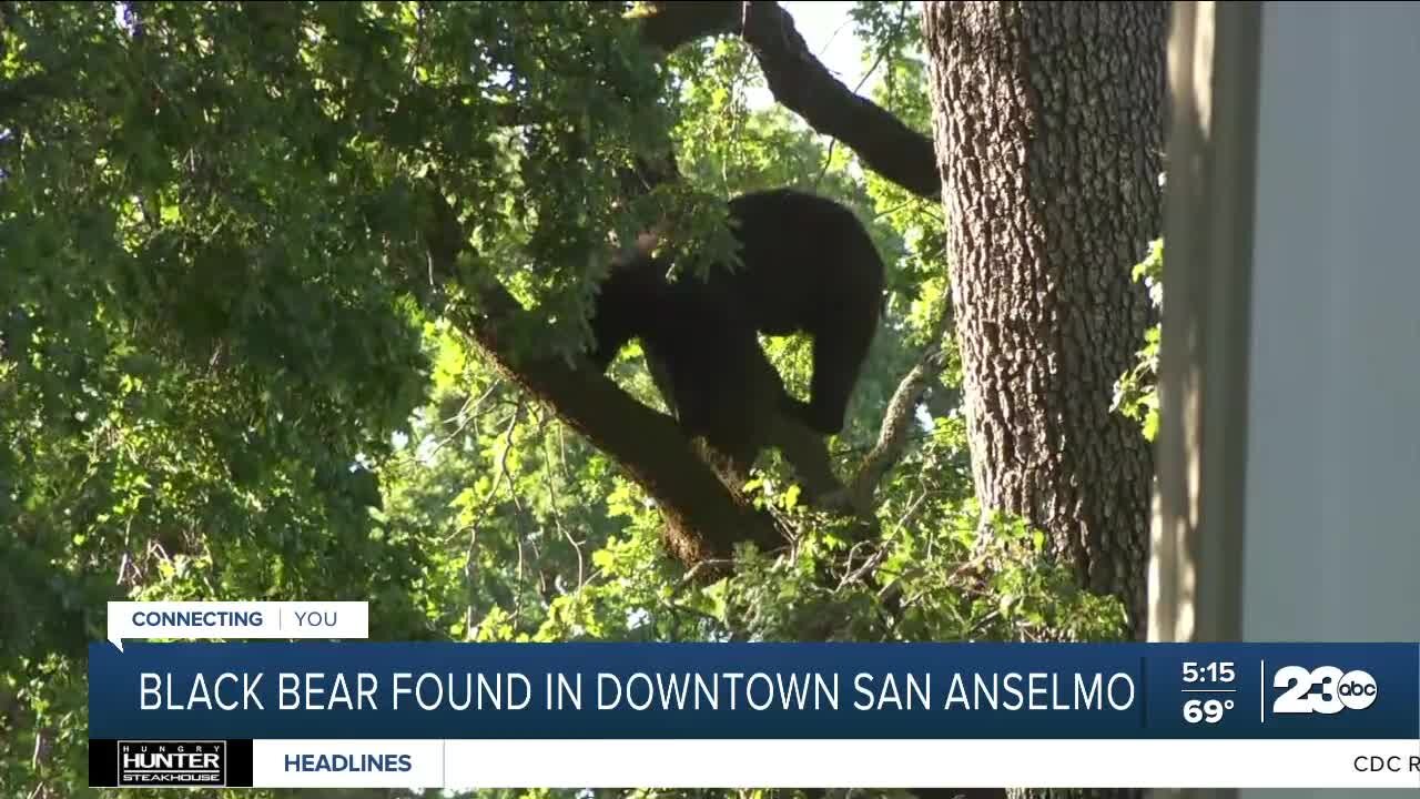 Black bear found in downtown San Anselmo