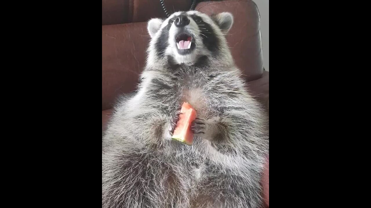 Adorable pet raccoon chows down on slice of watermelon