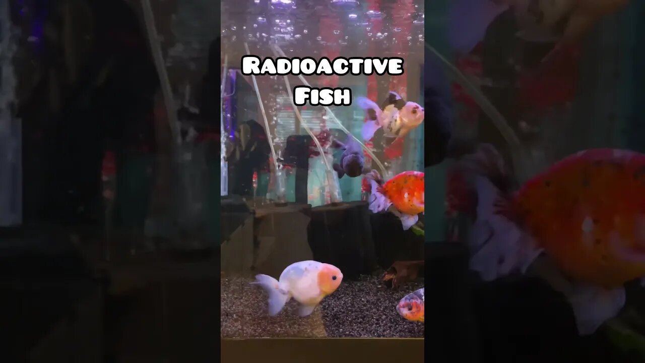 Nuclear Radioactive Goldfish 🤯🤯💣💥 #fancygoldfish #aquarium #goldfish #feedingfish