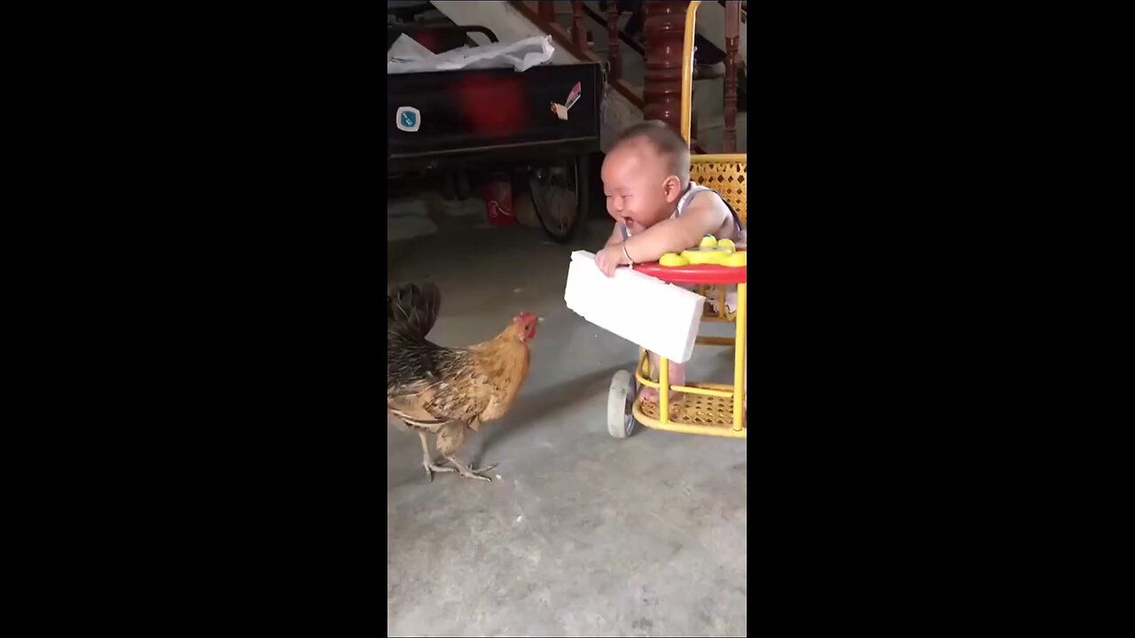 little boy is playing in cute hen