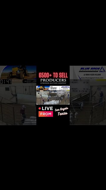6500+ to Sell! #livestock #sheep #goat #goatmarket #sheepmarket #ranch #texas
