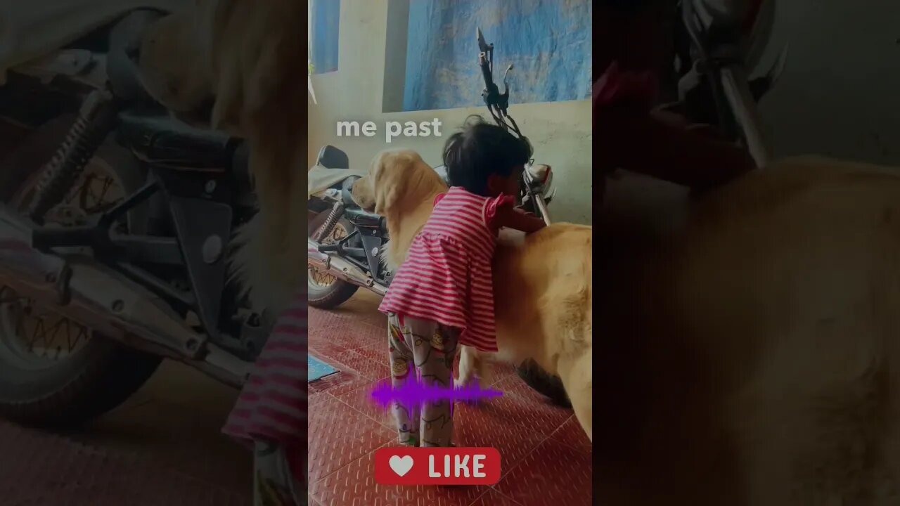Reposting with “Captions” On Demand #roar #goldenretriever #ytshorts #shorts