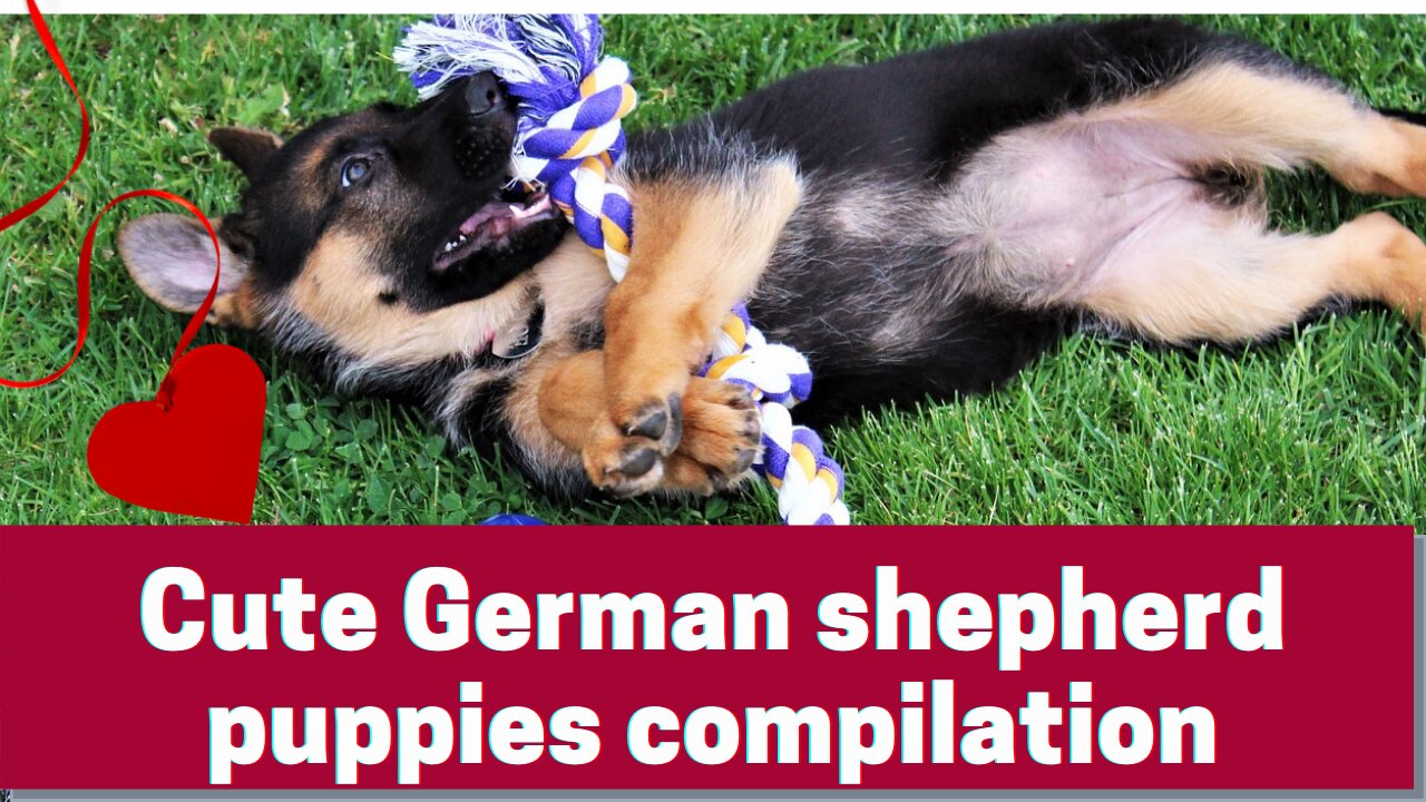 Cute German shepherd puppies compilation