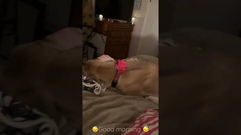 Snoozer#shorts #dogs #love #shortsvideo #happy #motivation #video #vlog #like #life #funny