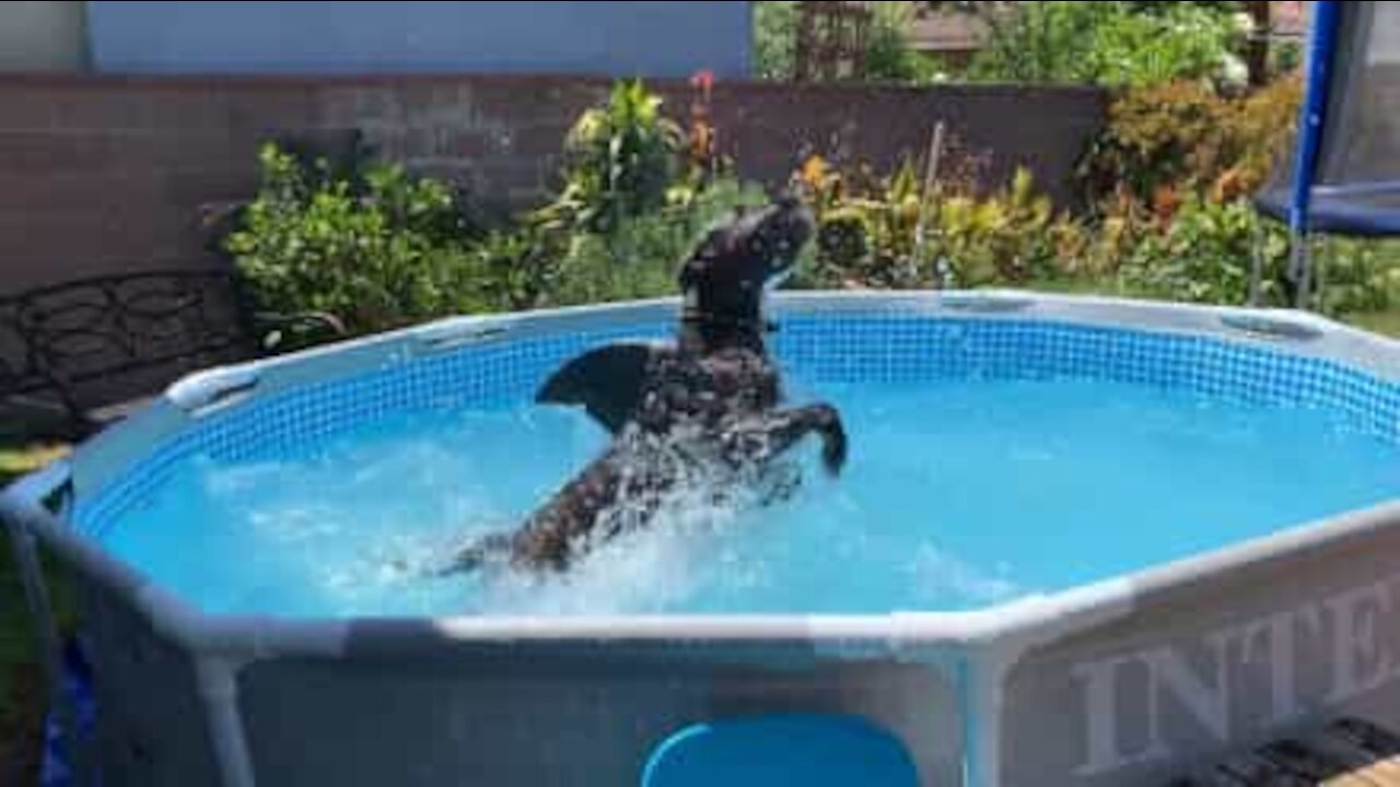 “Tubacão” aterroriza piscina nos EUA