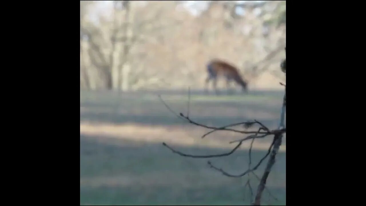 Deer on the Field