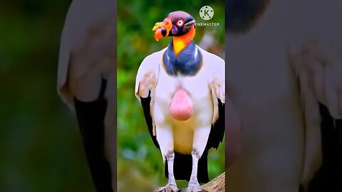 Amazing bird #birds #viral #birdsshorts