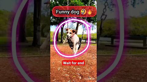 Funny dog 🤣🔥 | ua58sb #shorts #funnyanimals #dog