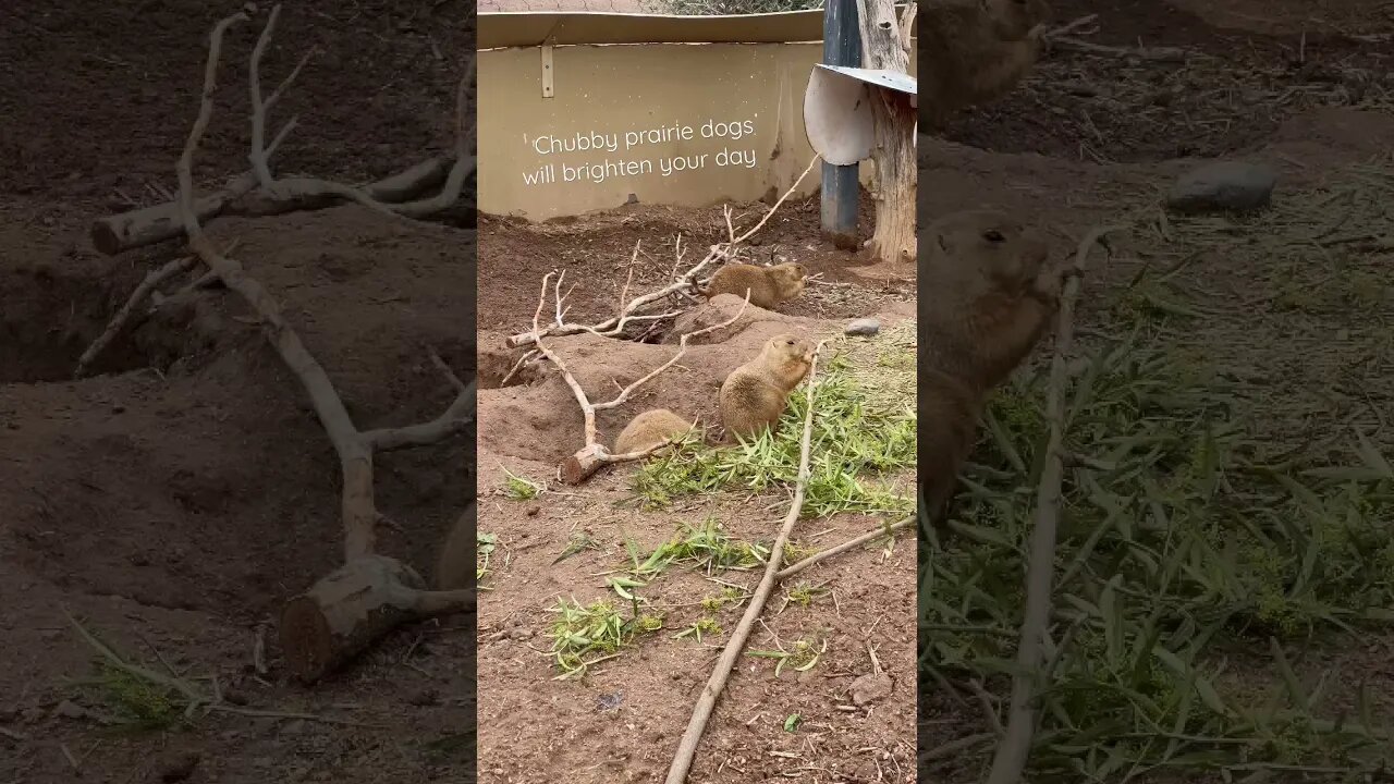 Chubby prairie dogs will brighten your day