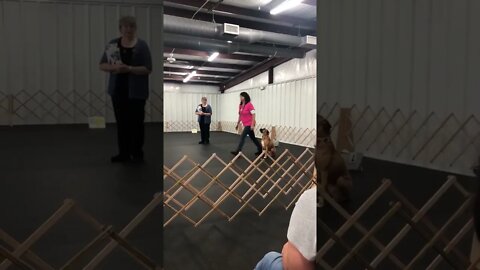Run Toward Owner And Sit