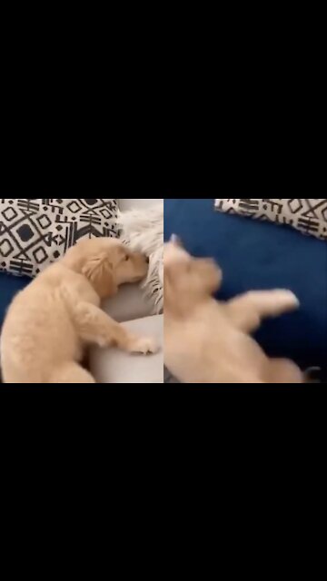 cute dog slipped from the top of the bed