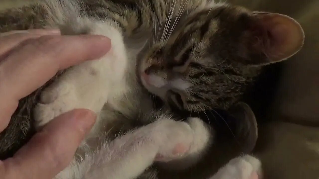 Kitty Does Not Want Belly Rubs