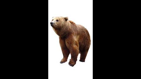 Fossil remains of a black bear.