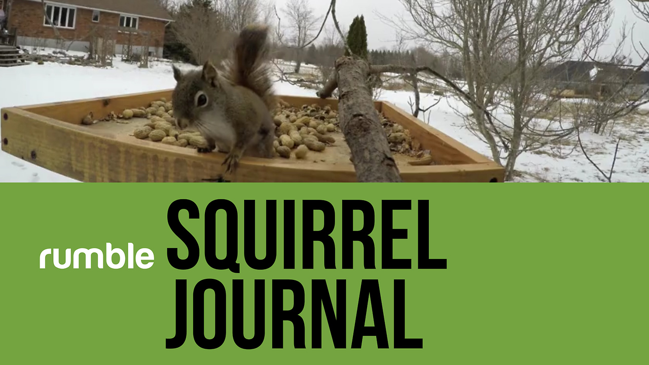 This squirrel journal video compilation is high-energy fun!