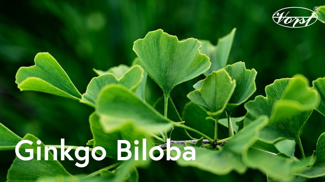 Gingko Biloba - Benefits for Skin, Eye Health, Tinnitus explained