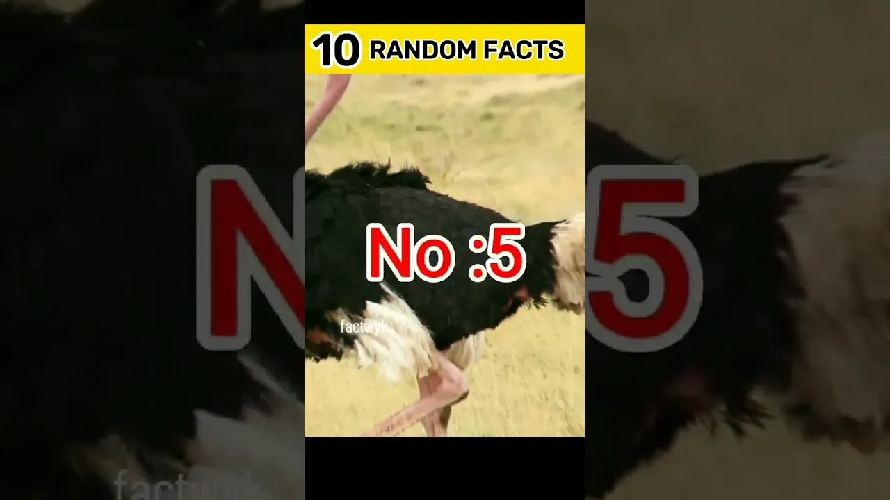 top five random facts #youtubeshorts #factshorts