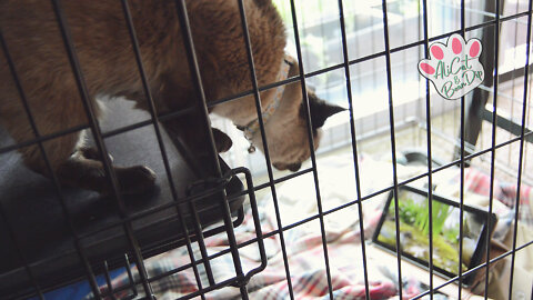 Bean Dip watching cat TV
