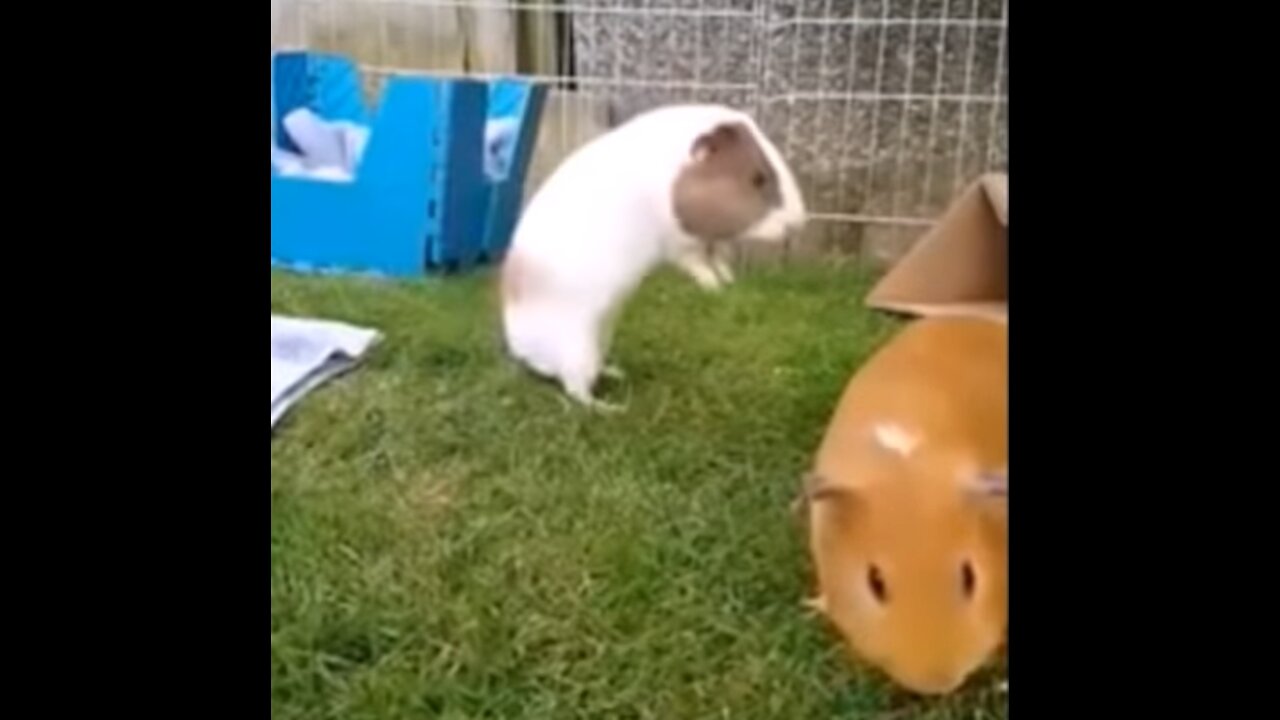 Baby Guinea Pigs Popcorning