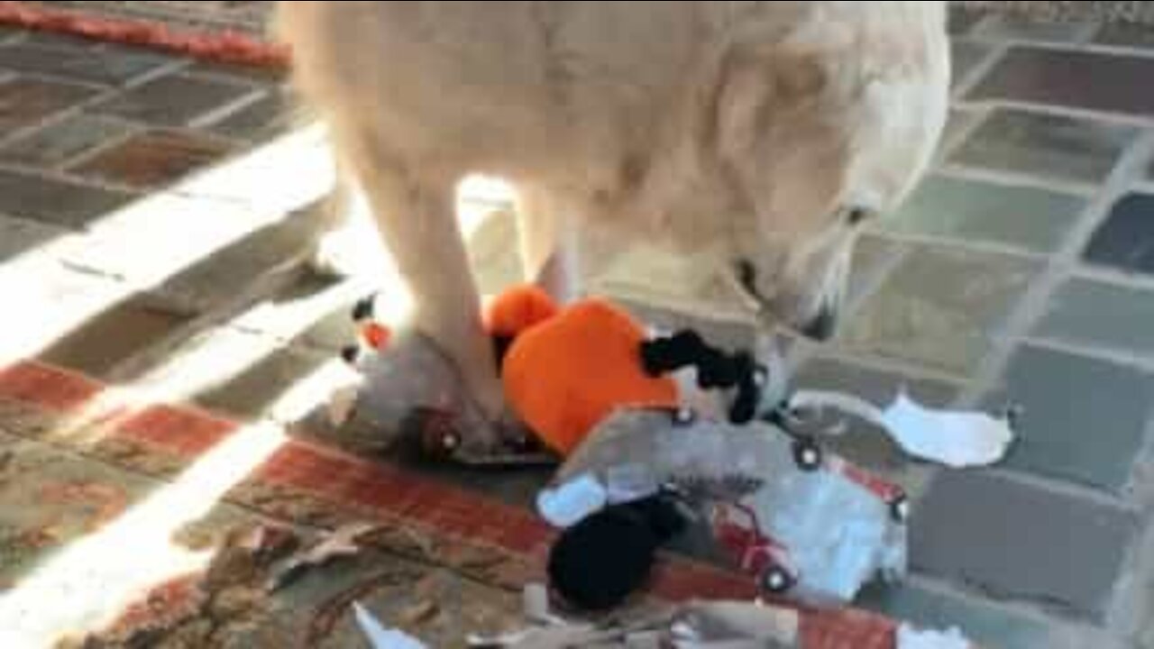 Dog loves unwrapping presents!