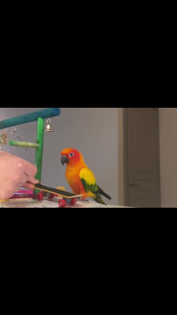 Parrot wants to become a professional skateboarder