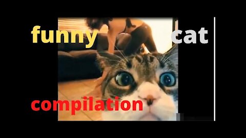 ◕‿◕ Funny Cat Compilation 1 ◕‿◕