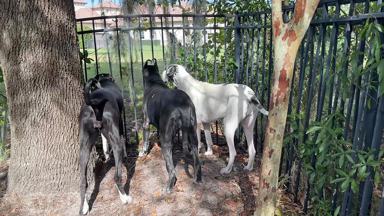 Funny Nosy Great Danes Go On Neighborhood Watch