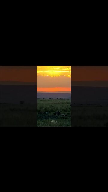 Sunset With Hyenas #shorts | #ShortsAfrica | #Augdailyshorts