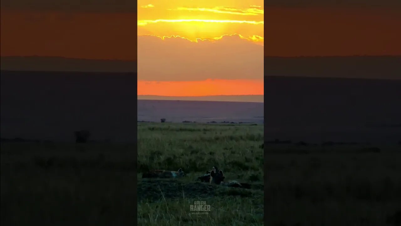 Sunset With Hyenas #shorts | #ShortsAfrica | #Augdailyshorts