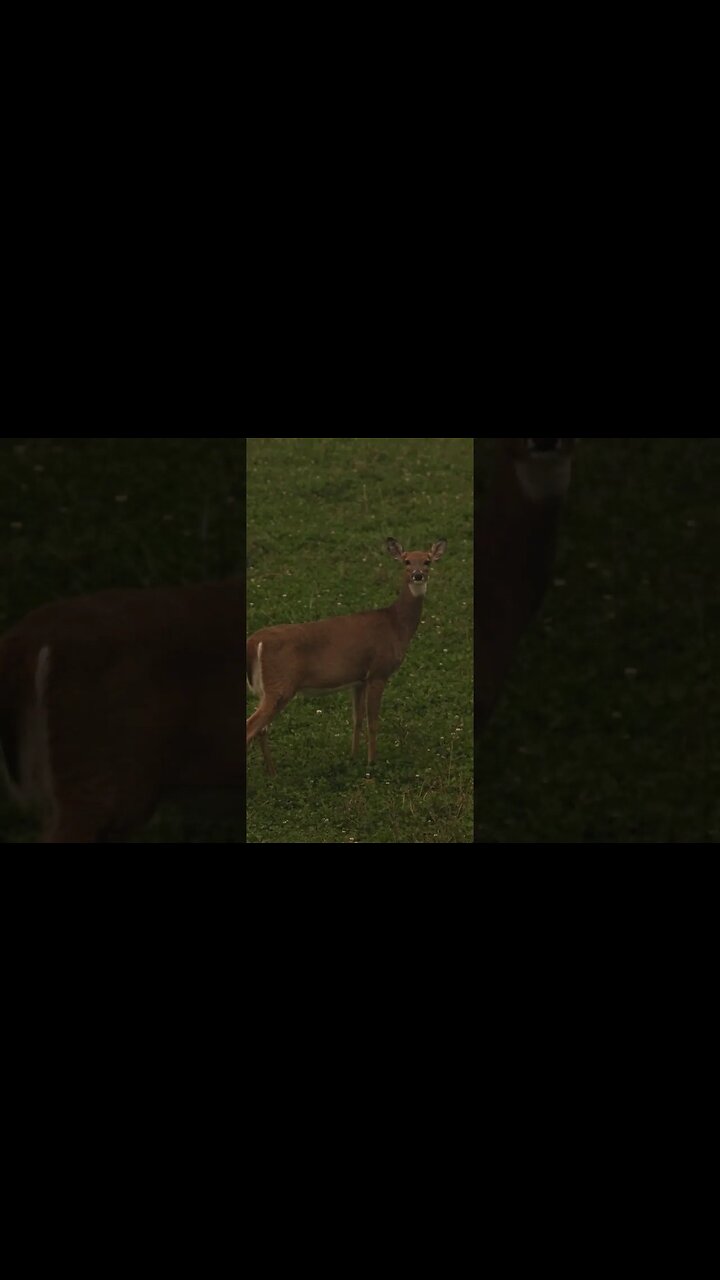 Sweet Dreams #hunting #deerhunting #outdoors #deer #bowhunting #deerseason