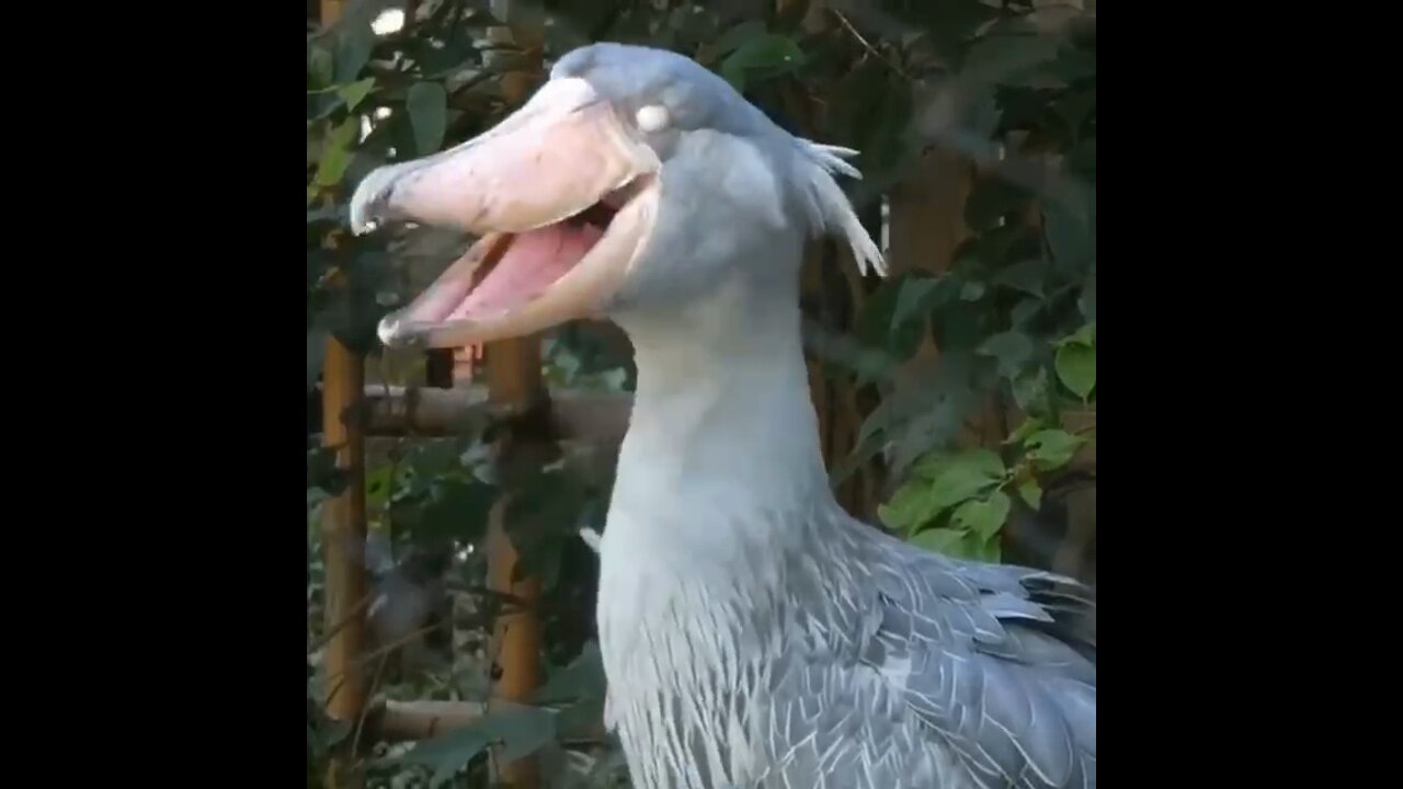 With the help of such a beak, the whalehead easily hunts fish, frogs and small reptiles