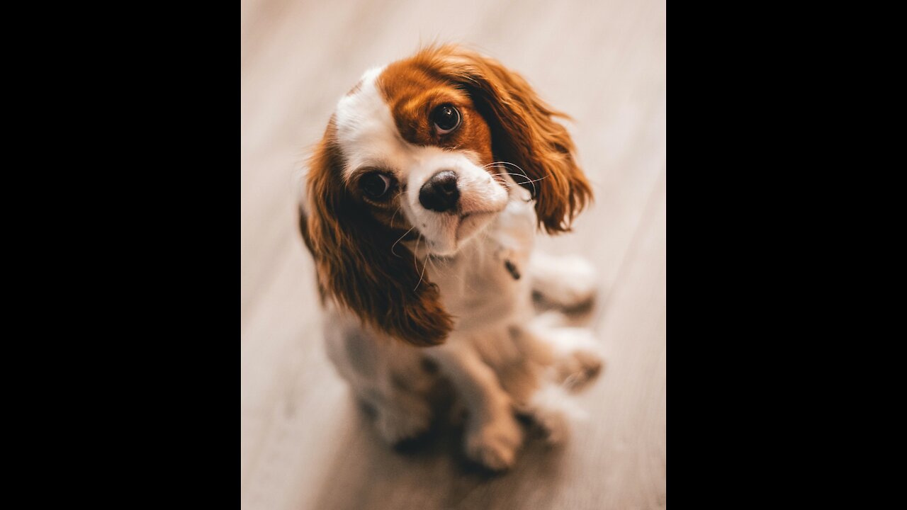 Sweet Lovely pets🤗🤗|Cute pets funny collection😂|Pets garden