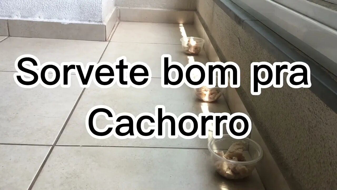 SORVETE BOM PRA CACHORRO - eles amam