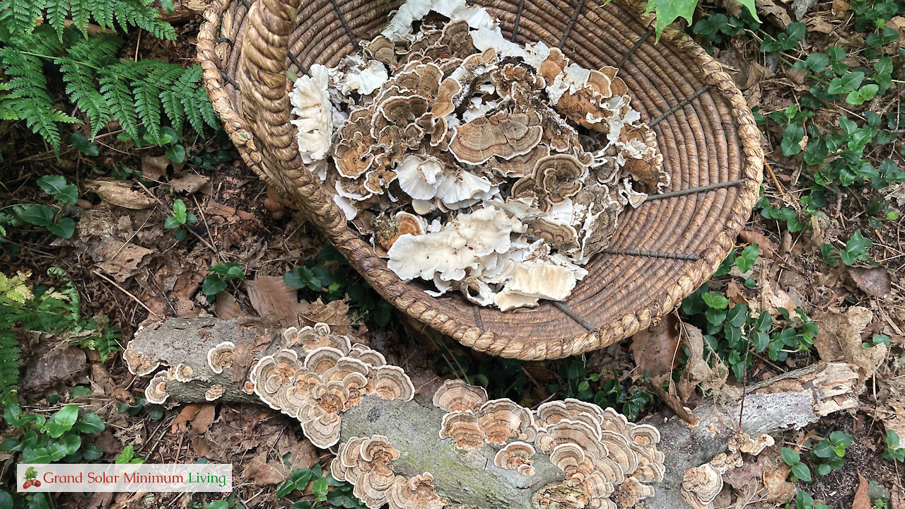 Turkey Tail Medicinal Mushrooms