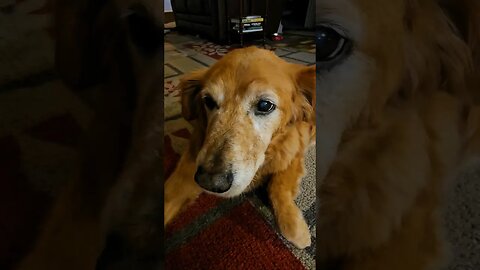 mr. pills Monday Titan age 12 #best #dog #life #goldenretriever