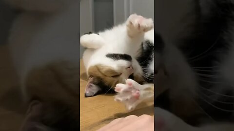 Cat stretches