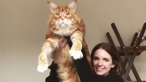 The BIGGEST CAT BREEDS In The World
