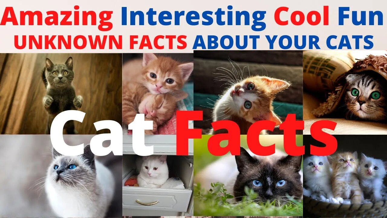 amazing facts about cats you didn't know - interesting facts about cats you need to know